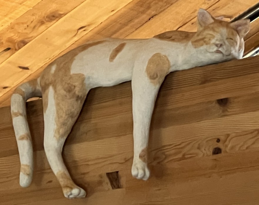 Two Cats and a Raccoon 1