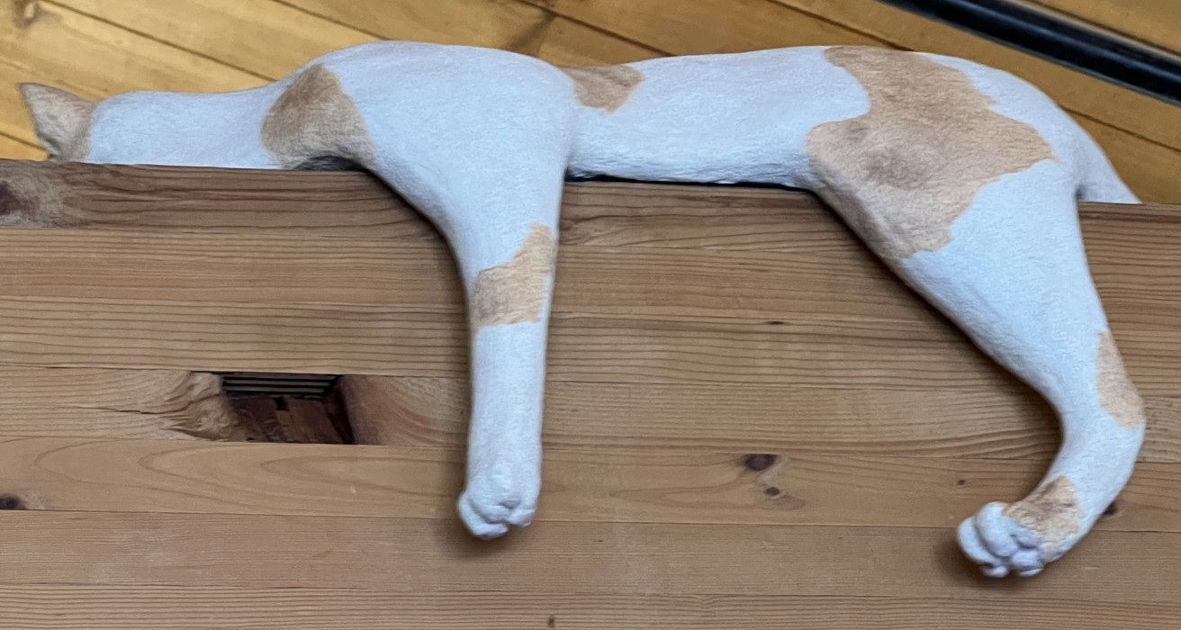 Two Cats and a Raccoon 2