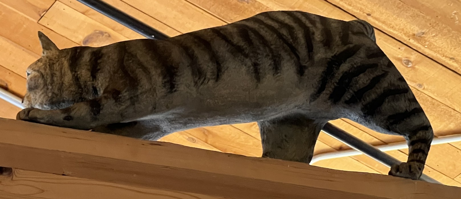 Two Cats and a Raccoon 5