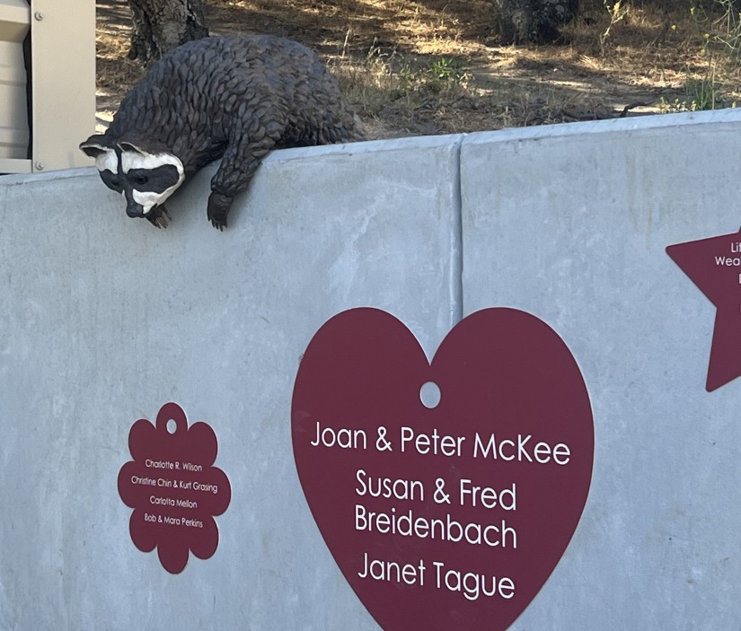 Two Cats and a Raccoon 8